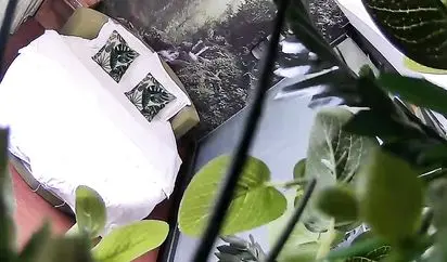 精品推荐小旅店绿叶房偷拍没啥性经验的小伙被长发美眉撸硬鸡巴没搞多久就射了太对不起这开房钱了