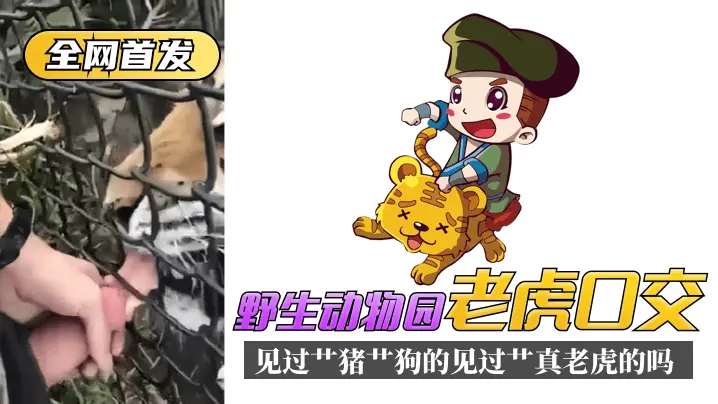 野生动物园 老虎口交 见过艹猪艹狗的 见过艹真老虎的吗