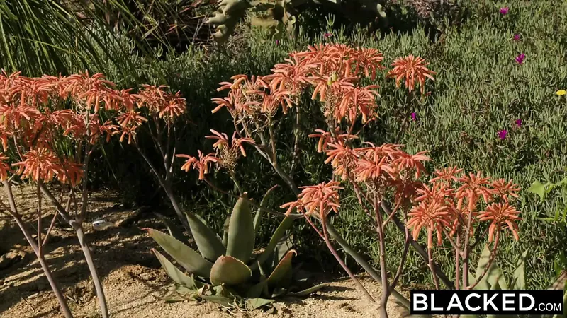 Blacked Chloe Scott 與 Mandingo 初次見面